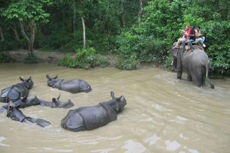 Chitwan National Park Jungle Safari Tour